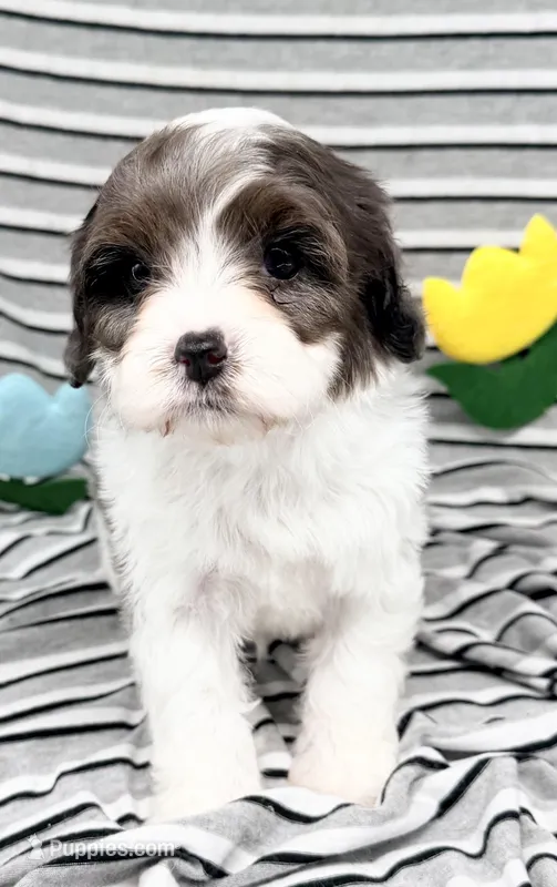 Cumulus – Cavapoo puppy for sale in Salem, NJ