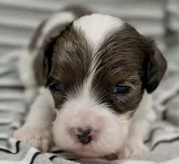 Cumulus, a male Cavapoo for sale in Salem, NJ – Photo 2 of 4