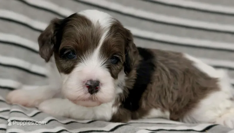 Cumulus – Cavapoo puppy for sale in Salem, NJ