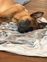 Corpse, a male Belgian Malinois for sale in Salem, NJ – 4 of 4