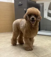 Mochi, a male Poodle - Miniature  for sale in Salem, NJ – Photo 2 of 5