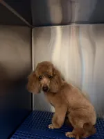 Mochi, a male Poodle - Miniature  for sale in Salem, NJ – Photo 3 of 5