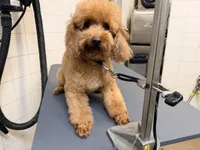 Mochi, a male Poodle - Miniature  for sale in Salem, NJ – Photo 4 of 5