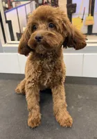 Cedar, a female Cockapoo for sale in Salem, NJ – Photo 2 of 2