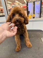 Cedar, a female Cockapoo for sale in Salem, NJ – Photo 1 of 2