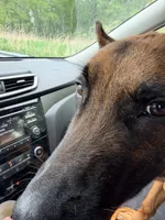 Corpse, a male Belgian Malinois for sale in Salem, NJ – 2 of 4
