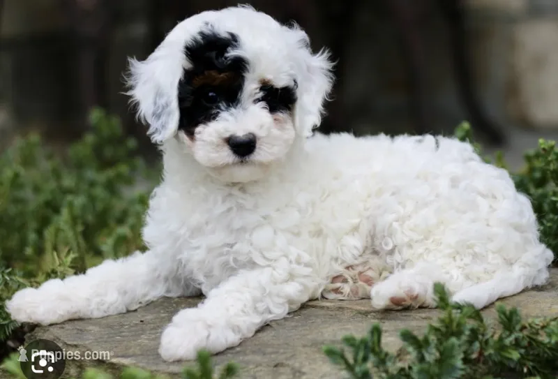 Mor, a female Cavapoo for sale in Salem, NJ – 1 of 1
