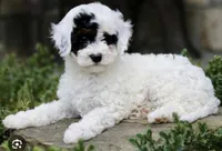 Mor, a female Cavapoo for sale in Salem, NJ – 1 of 1