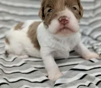 Cirrus, a female Cavapoo for sale in Salem, NJ – Photo 3 of 4