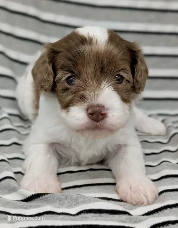 Cirrus – Cavapoo puppy for sale in Salem, NJ