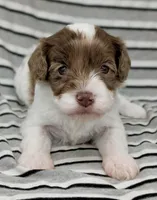 Cirrus, a female Cavapoo for sale in Salem, NJ – Photo 1 of 4