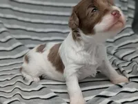 Cirrus, a female Cavapoo for sale in Salem, NJ – Photo 4 of 4