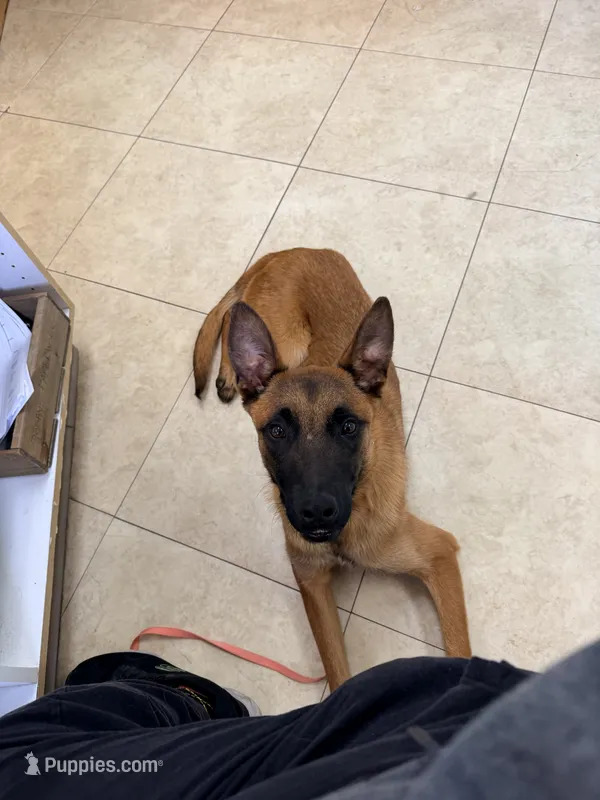 Corpse – Belgian Malinois puppy for sale in Salem, NJ