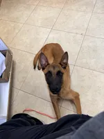 Corpse, a male Belgian Malinois for sale in Salem, NJ – 1 of 4