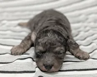 Venus, a female Cavapoo for sale in Salem, NJ – Photo 1 of 4