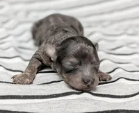 Venus, a female Cavapoo for sale in Salem, NJ – Photo 4 of 4