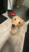 Wallen, a male Golden Retriever for sale in Gadsden, AL – 5 of 10