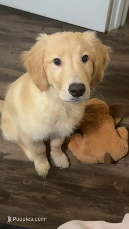 Wallen – Golden Retriever puppy for sale in Gadsden, AL