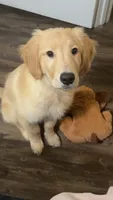 Wallen, a male Golden Retriever for sale in Gadsden, AL – 1 of 10