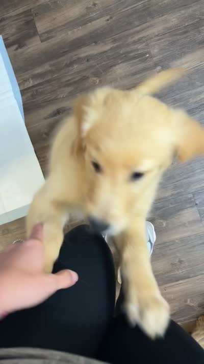 Wallen, a male Golden Retriever for sale in Gadsden, AL – 10 of 10