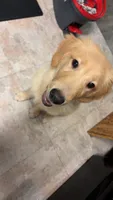 Wallen, a male Golden Retriever for sale in Gadsden, AL – 6 of 10