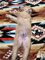 Wallen, a male Golden Retriever for sale in Gadsden, AL – 9 of 10