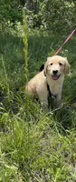 Wallen, a male Golden Retriever for sale in Gadsden, AL – 8 of 10