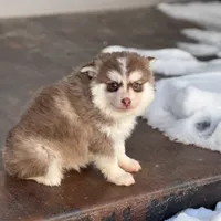 Flynn, a male Pomsky for sale in Mount Vernon, IL – Photo 5 of 5