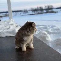 Flynn, a male Pomsky for sale in Mount Vernon, IL – Photo 3 of 5