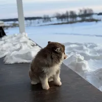 Flynn, a male Pomsky for sale in Mount Vernon, IL – Photo 4 of 5