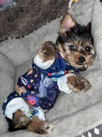 Orbit, a male Yorkshire Terrier for sale in Indianapolis, IN – 3 of 5