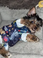 Orbit, a male Yorkshire Terrier for sale in Indianapolis, IN – 4 of 5