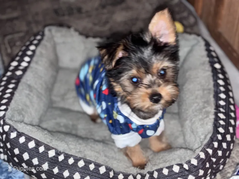 Orbit – Yorkshire Terrier puppy for sale in Indianapolis, IN