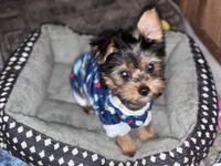 Orbit, a male Yorkshire Terrier for sale in Indianapolis, IN – 1 of 5