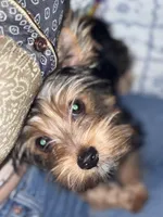 Orbit, a male Yorkshire Terrier for sale in Indianapolis, IN – 2 of 5