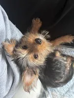 Orbit, a male Yorkshire Terrier for sale in Indianapolis, IN – 5 of 5
