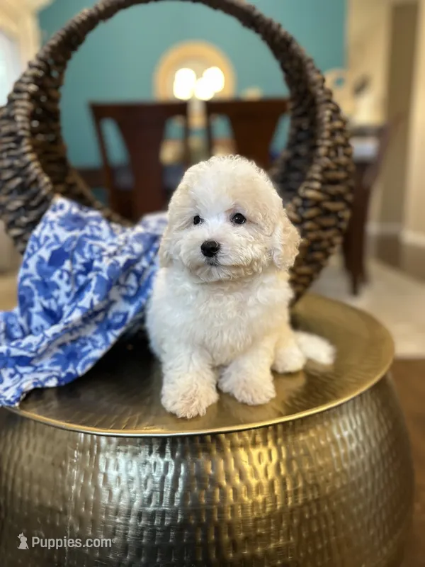 Snow – Poodle - Miniature  puppy for sale in Dallas, TX