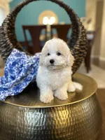 Snow, a male Poodle - Miniature  for sale in Dallas, TX – 1 of 3