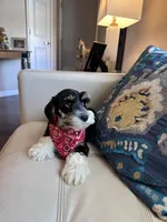 Monty, a male Miniature Schnauzer for sale in Dallas, TX – 2 of 3