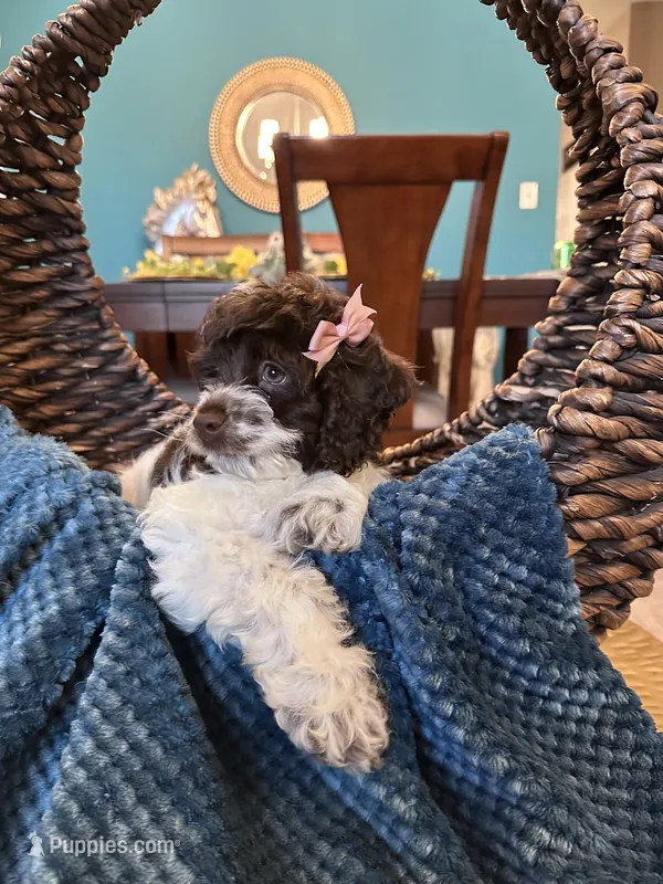 Molly  – Cockapoo puppy for sale in Dallas, TX