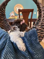 Molly , a female Cockapoo for sale in Dallas, TX – 1 of 3