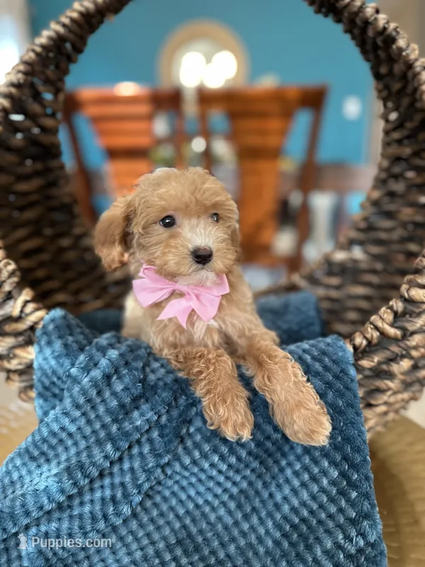 Soffi – Poodle - Miniature  puppy for sale in Dallas, TX