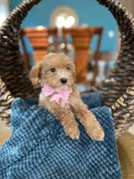 Soffi, a female Poodle - Miniature  for sale in Dallas, TX – 1 of 3