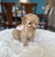 Lola , a female Poodle - Toy  for sale in Dallas, TX – 2 of 3