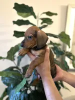 Buddy , a male Miniature Dachshund for sale in Dallas, TX – 3 of 3
