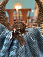 Roxxy, a female Cocker Spaniel for sale in Dallas, TX – 3 of 3