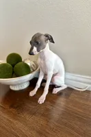Lucy, a female Italian Greyhound for sale in Dallas, TX – 3 of 4