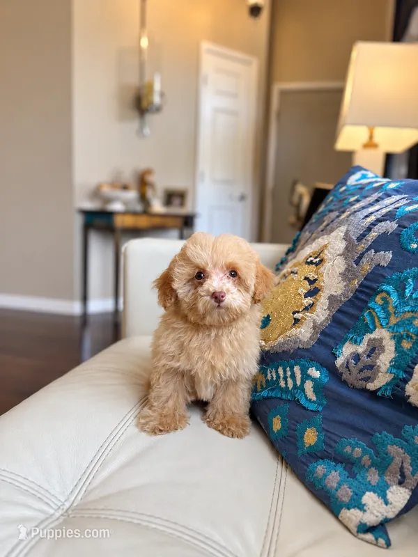 Milo – Poodle - Toy  puppy for sale in Dallas, TX