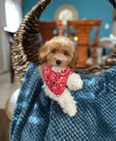 Tom, a female Poodle - Miniature  for sale in Dallas, TX – 1 of 3