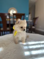 Tobby, a male Pomeranian for sale in Dallas, TX – 3 of 3